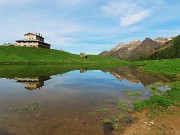 Festa di fiori e marmotte sui sentieri per i Monti Foppa (1895 m) e Avaro (2088 m)–28magg25- FOTOGALLERY